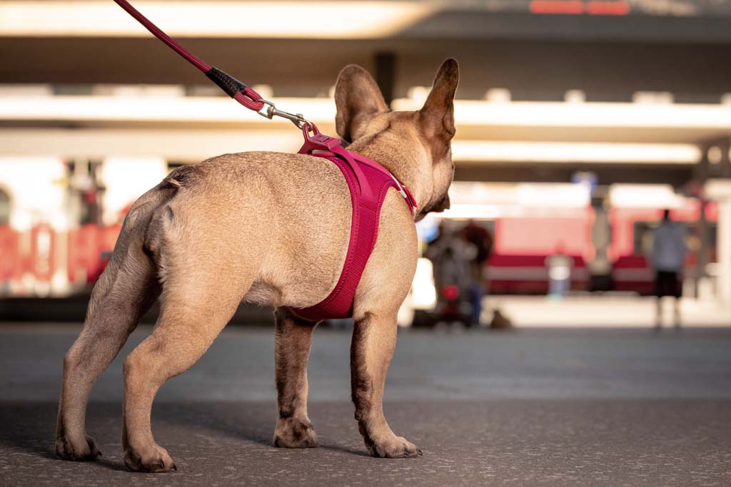 CURLI Postroj pre psov so sponou Air-Mesh Camo, XL, 12-18 kg