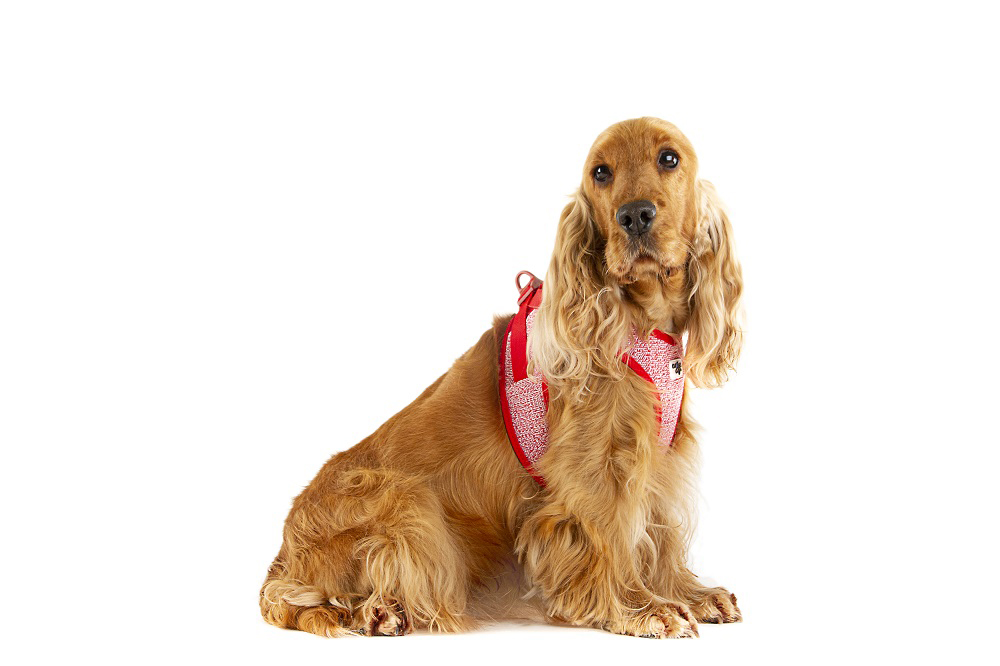 CURLI Postroj pre psov so sponou Merino vlna Red XL, 12-18 kg