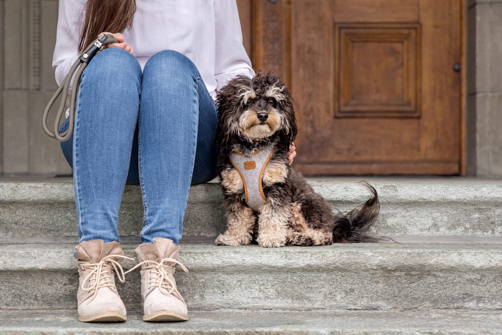 CURLI Postroj pre psov Alpine Light Gray 3XS, 1,5-3 kg