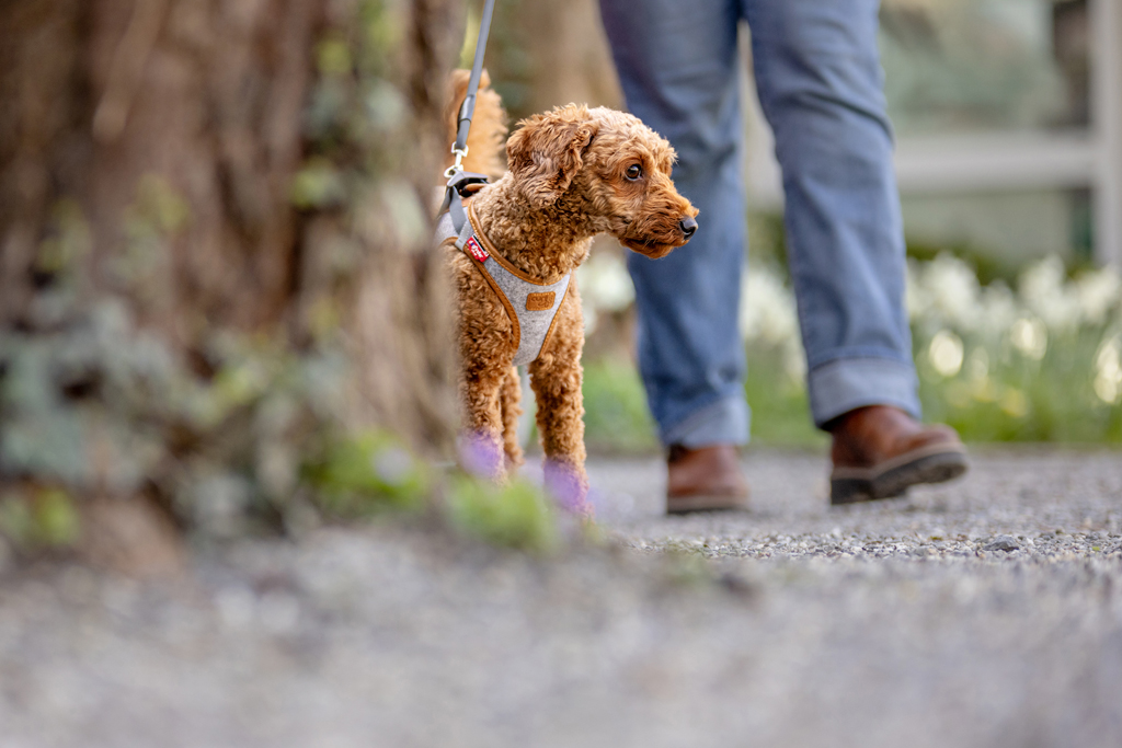 CURLI Postroj pre psov Alpine Light Gray 3XS, 1,5-3 kg