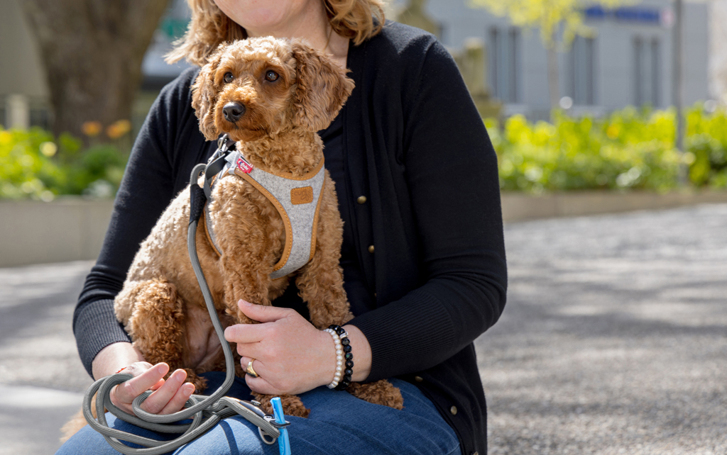 CURLI Postroj pre psov Alpine Light Gray M 6-9 kg