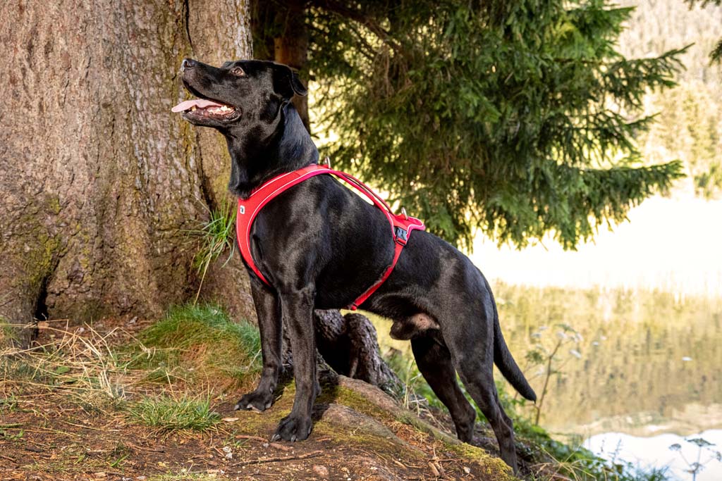 CURLI Postroj pre psov Belka Comfort Black XL, 30-45 kg