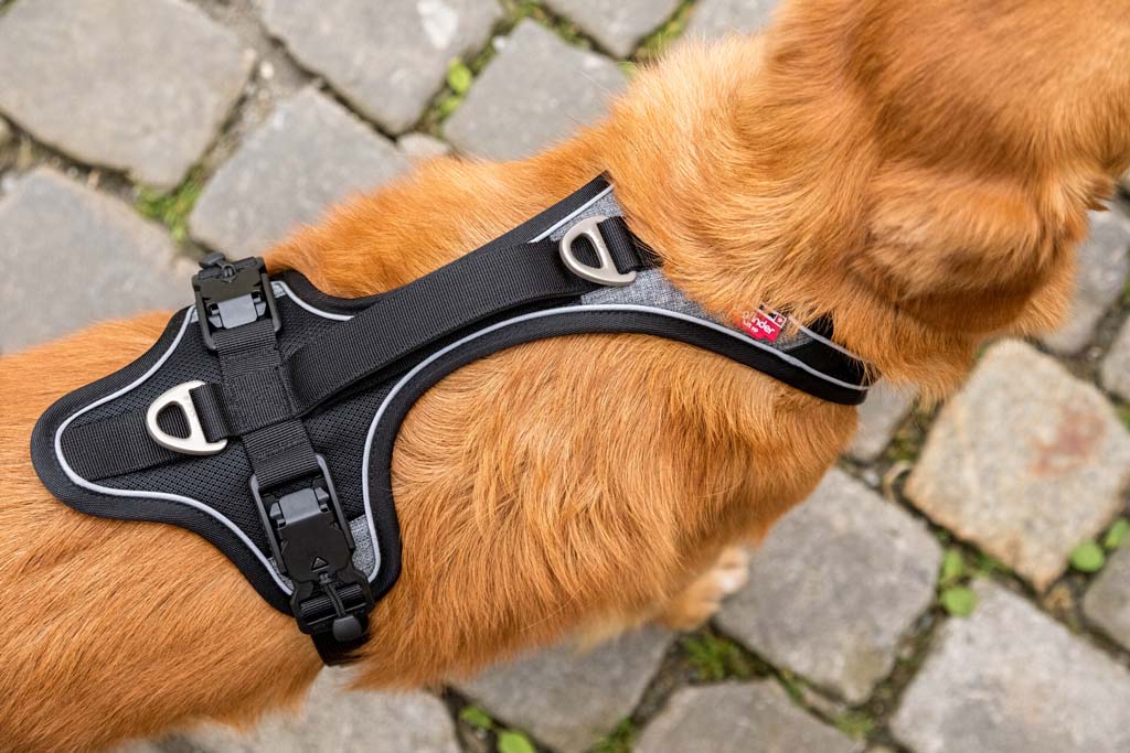 CURLI Postroj pre psov s magnetom Belka Comfort Black XL, 30-45 kg