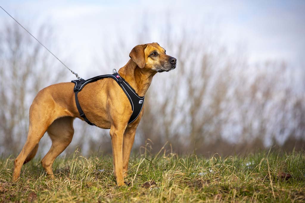 CURLI Ultra silné vreckové vodítko pre psov M 160 cm