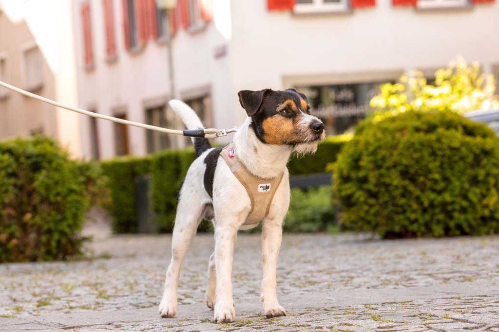 CURLI Postroj pre psov so sponou Manšester Brown M, 6-9 kg