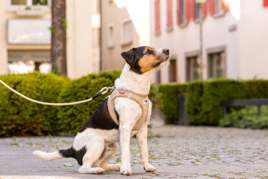 CURLI Postroj pre psov so sponou Manšester Tan S, 4-7 kg