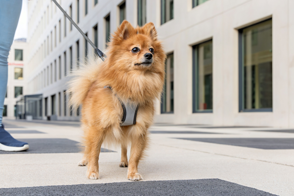 CURLI Postroj pre psov Glow Reflective Gray 2XS, 2-4 kg