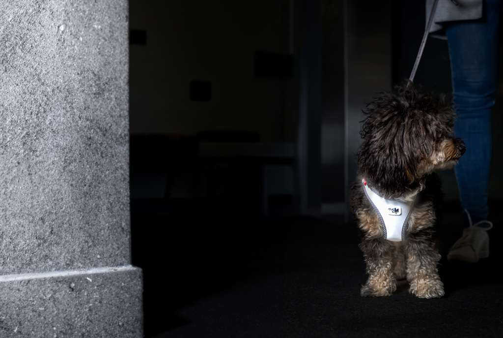 CURLI Postroj pre psov Glow Reflective Gray 2XS, 2-4 kg