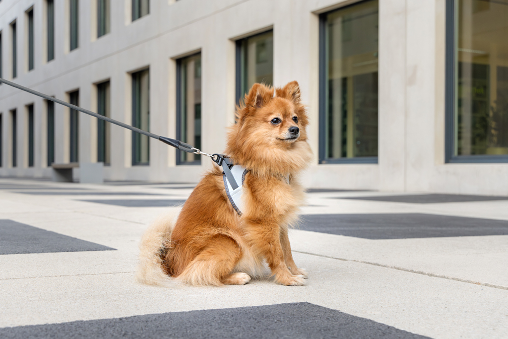 CURLI Postroj pre psov Glow Reflective Gray 2XS, 2-4 kg