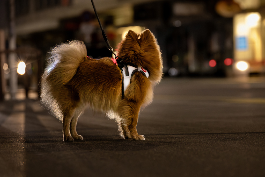 CURLI Postroj pre psov Glow Reflective Gray 2XS, 2-4 kg