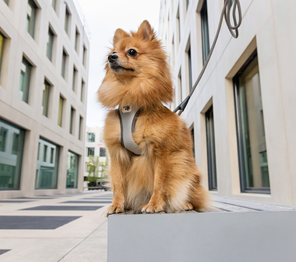 CURLI Postroj pre psov Glow Reflective Gray 2XS, 2-4 kg