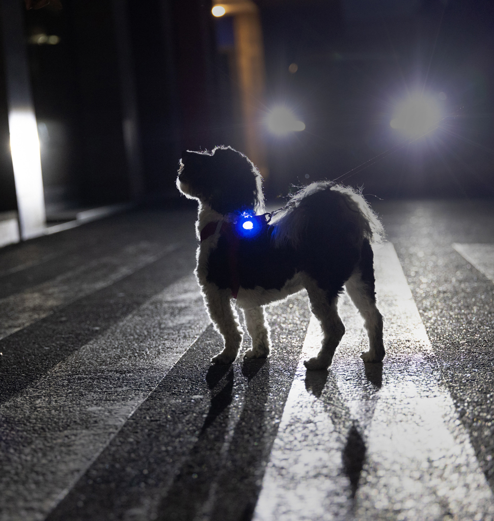 CURLI Luumi LED bezpečnostné svetielko dobíjacie na obojok BLUE
