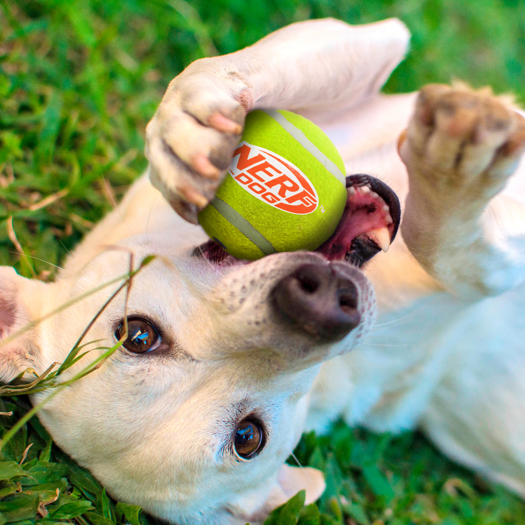NERF DOG Hračka pre psov 3 ks pískacích tenisových loptičiek 6,5 cm