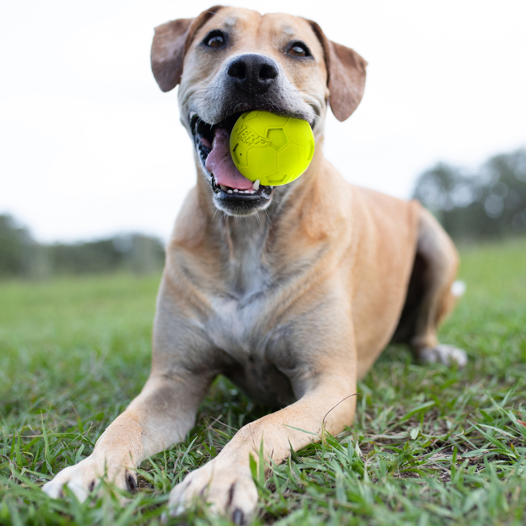 NERF DOG Hračka pre psov gumová pískacia futbalová lopta 10 cm