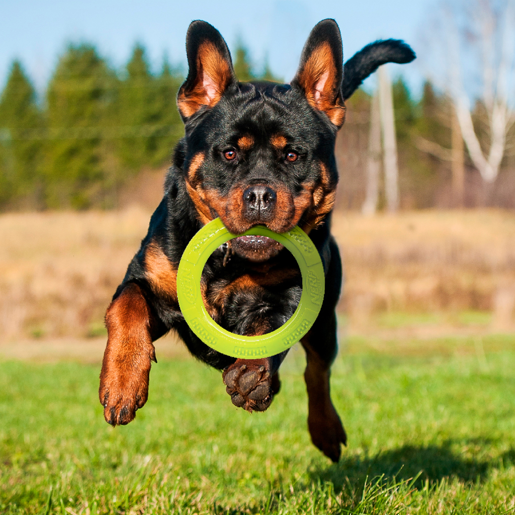 NERF DOG Hračka pro psy dentální tahadlo ve tvaru kruhu 23 cm