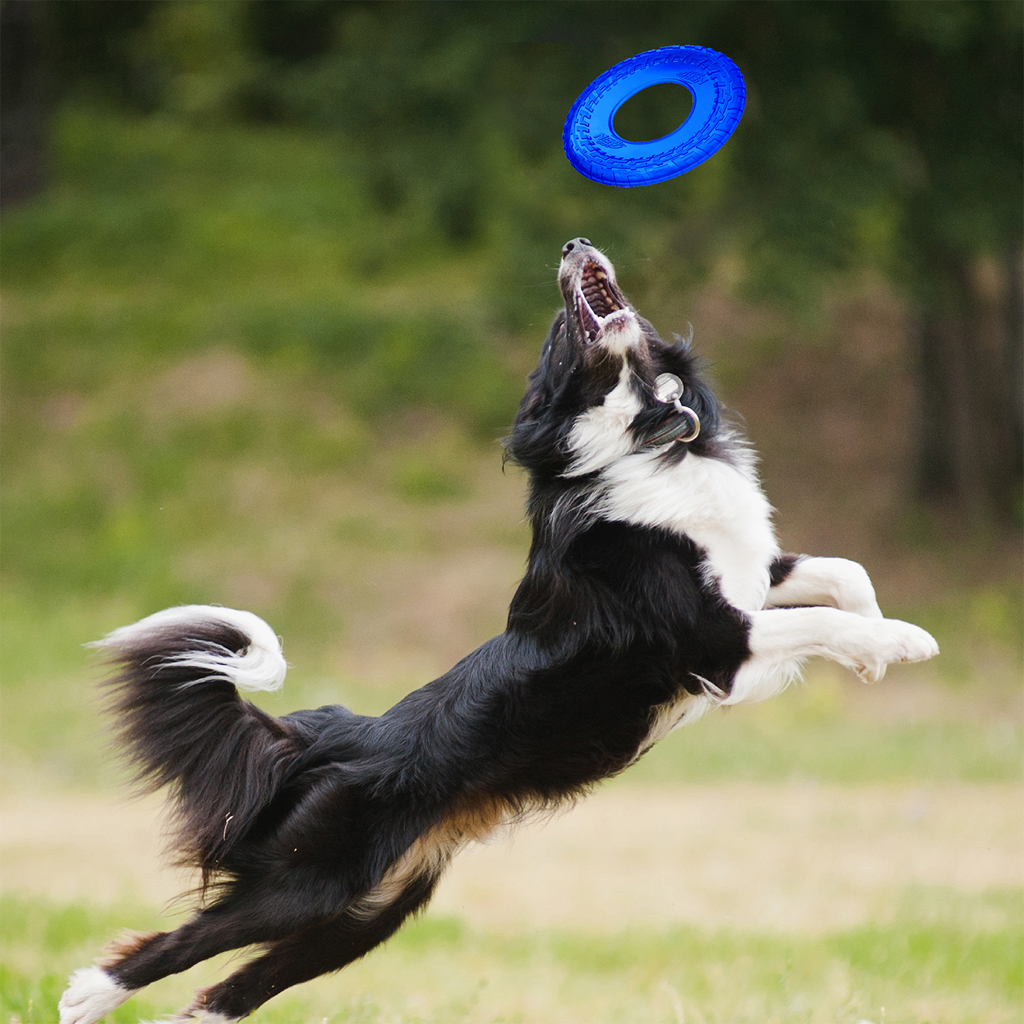 NERF DOG Lietajúci tanier z priehľadnej gumy 25 cm