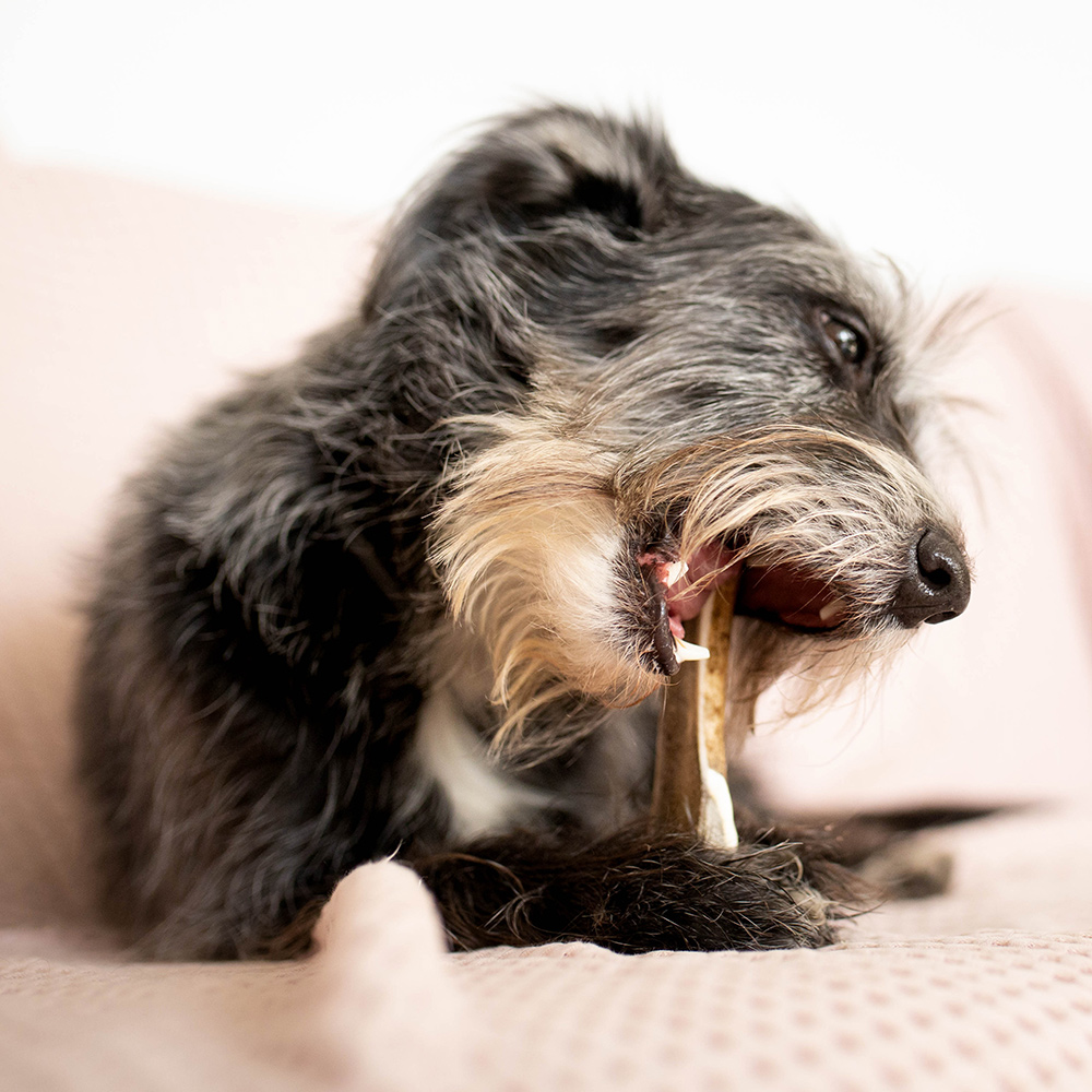 EXPLORER DOG Žuvací jelení paroh XL tvrdý