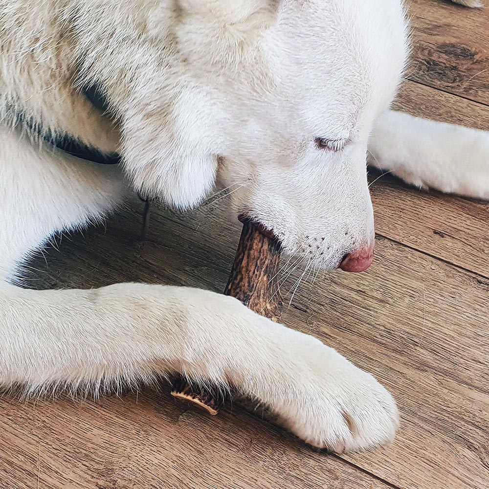EXPLORER DOG Žuvací jelení paroh XL tvrdý