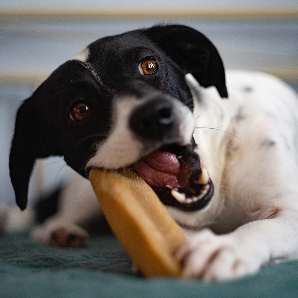 EXPLORER DOG Himálajska maškrta s ľanovým semienkom L