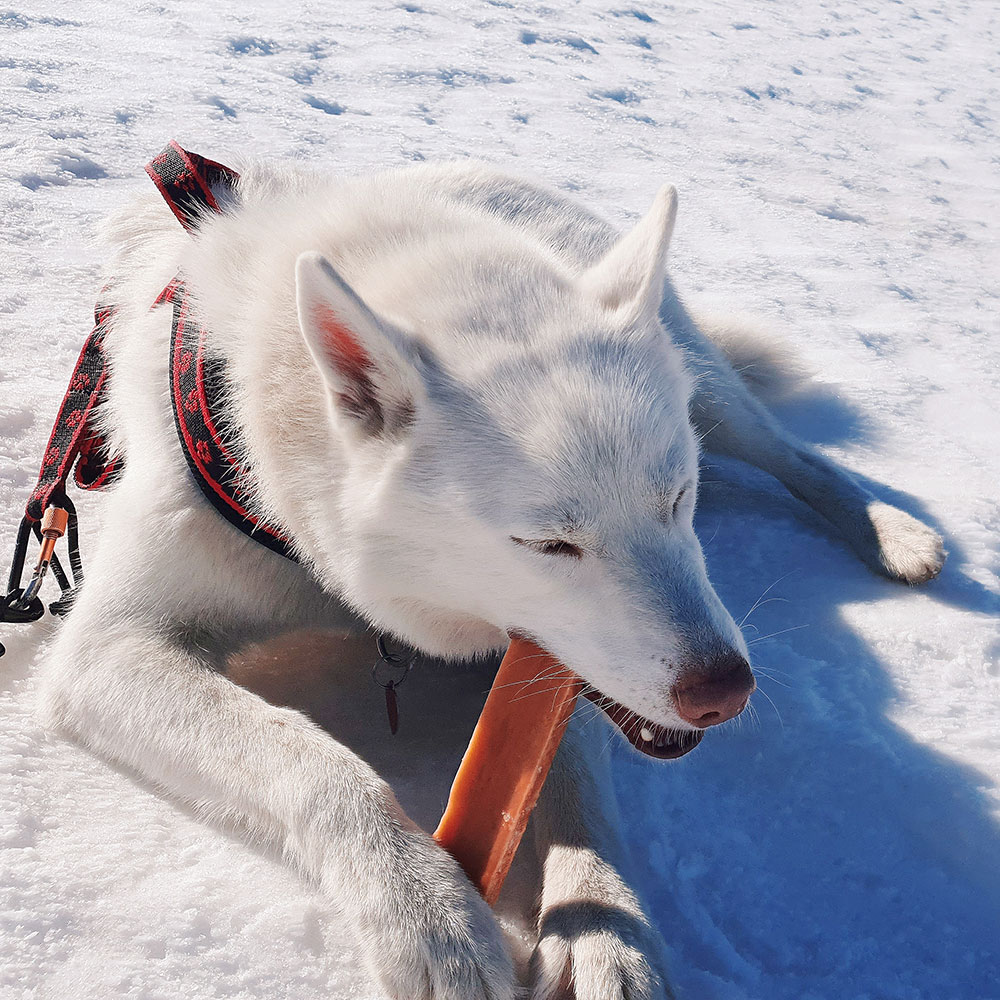 EXPLORER DOG Himálajska maškrta s ľanovým semienkom L
