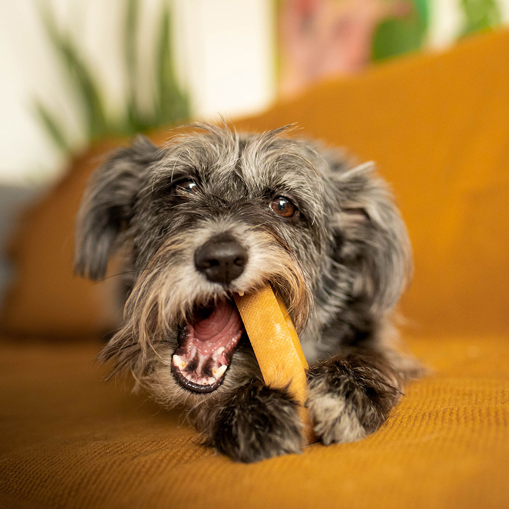 EXPLORER DOG Himálajska maškrta s medom XL