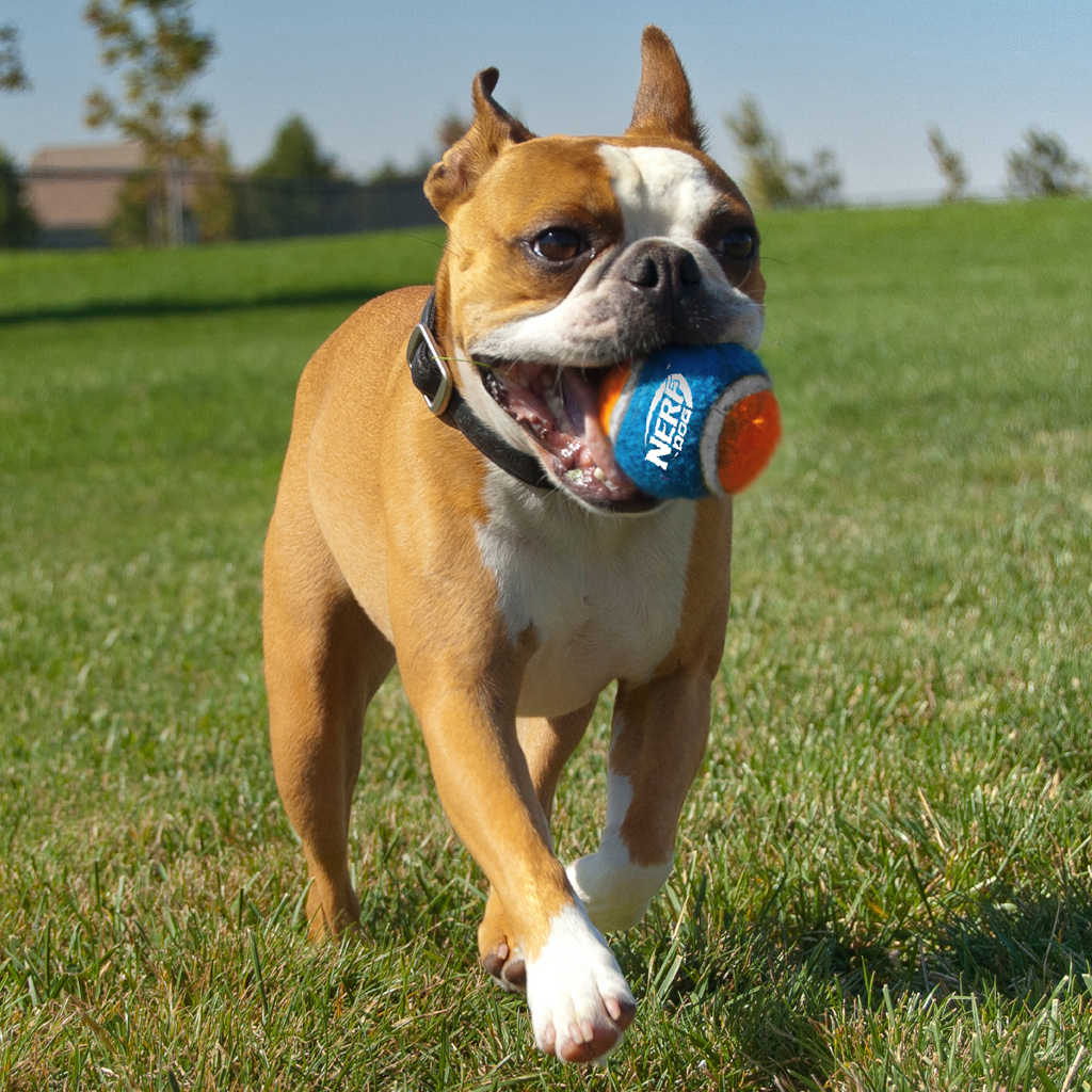 NERF DOG Hračka pre psov 3 ks tenisových loptičiek bez pískadla v tlakovej dóze 6,5 cm