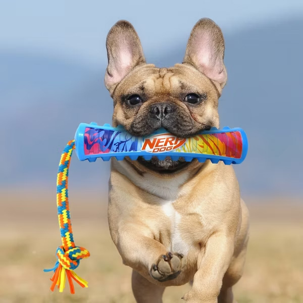 NERF DOG Hračka pre psov pískacie tiahlo s farebným úchopom a textilným lanom 29 cm