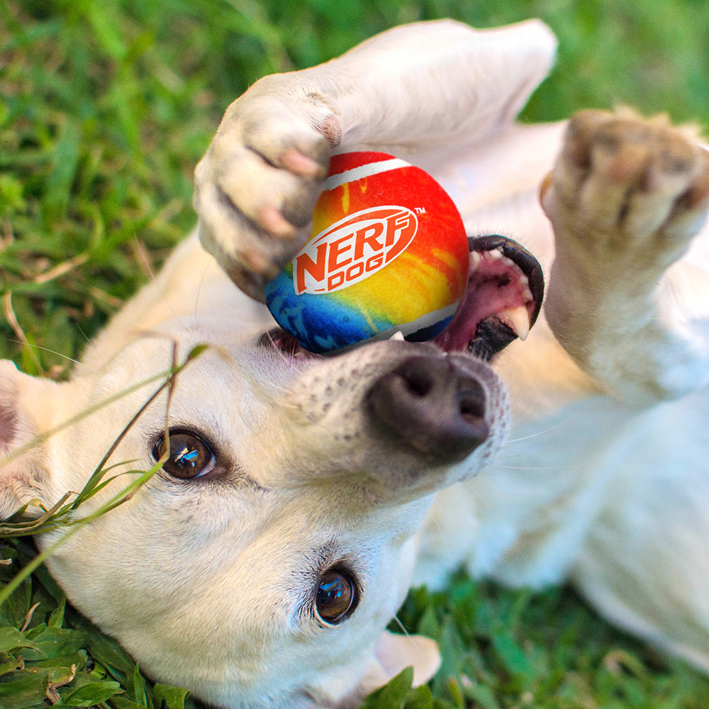 NERF DOG Darčeková sada – 30 cm kompaktný blaster a 2 ks tenisových loptičiek bez pískadla