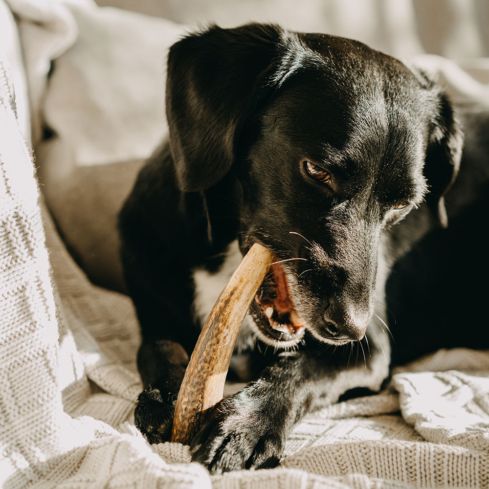 EXPLORER DOG Žuvací jelení paroh L tvrdý