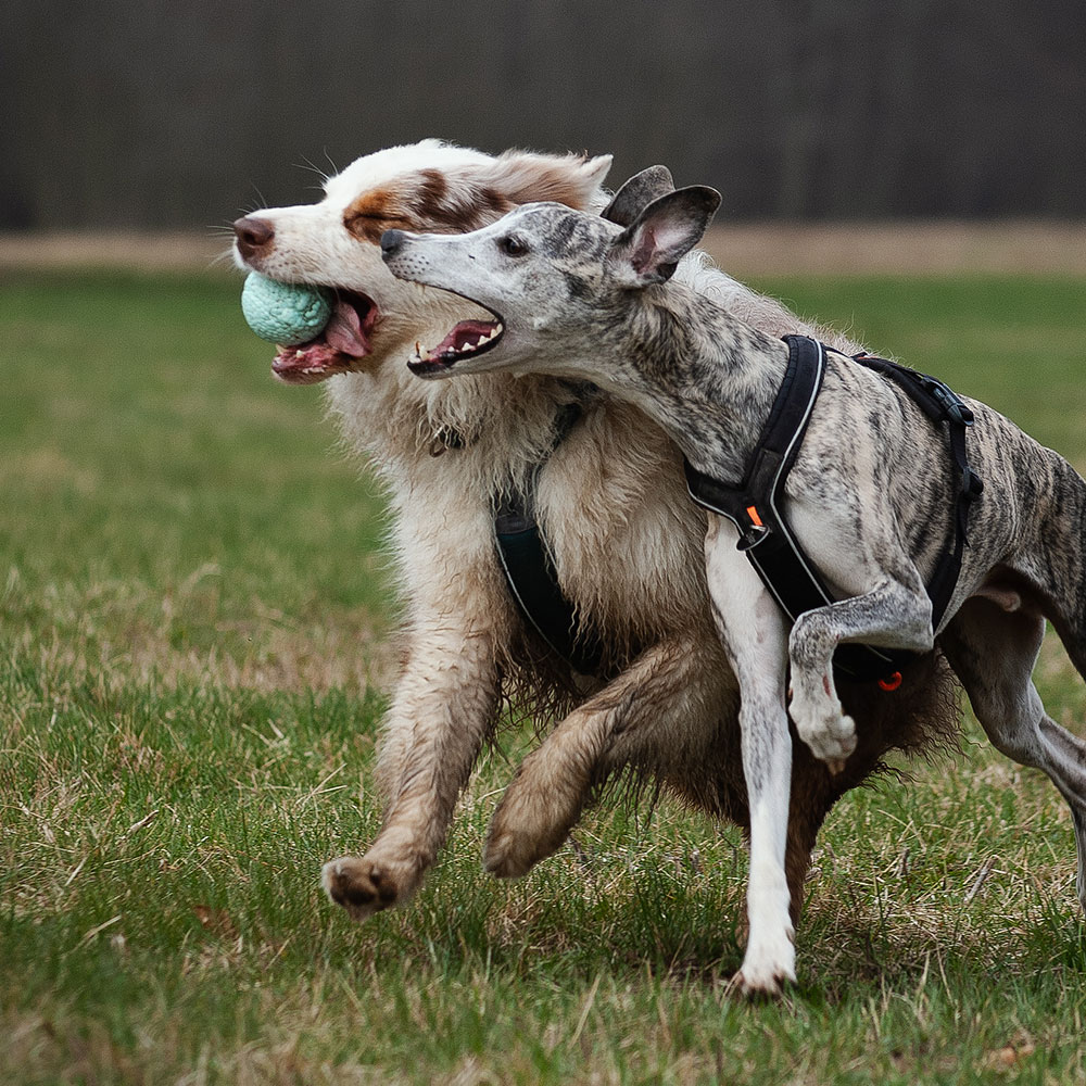 EXPLORER DOG Airball Tyrkysový 8 cm